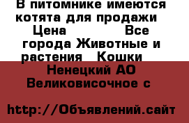 В питомнике имеются котята для продажи › Цена ­ 30 000 - Все города Животные и растения » Кошки   . Ненецкий АО,Великовисочное с.